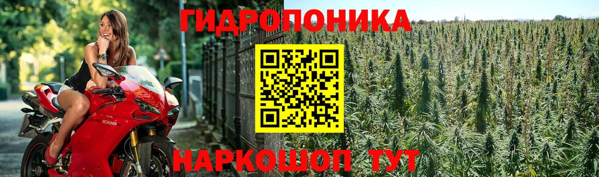 Бошки Шишки сатива  Вход с VPN  Канабис сатива  Сертолово  Бошки Шишки White Widow 